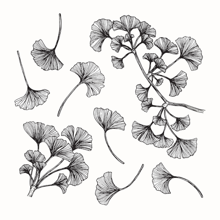 Collection of ginkgo leaves drawing and sketch with line-art on white backgrounds.の写真素材