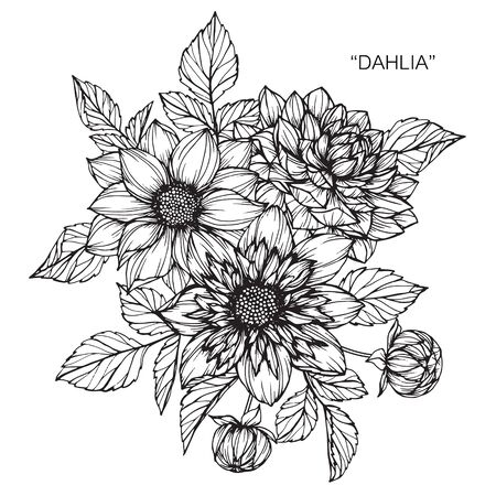Dahlia flower. Drawing and sketch with black and white line-art.のイラスト素材