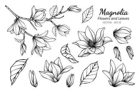 Collection Set Of Magnolia Flower And Leaves Drawing Illustration