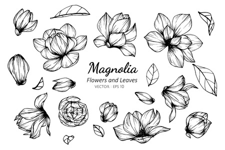Collection set of magnolia flower and leaves drawing illustration. for pattern, template, banner, posters, invitation and greeting card design.のイラスト素材