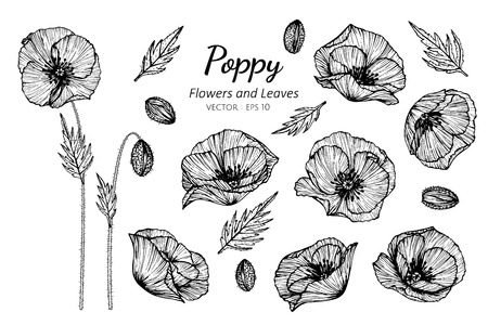 Collection set of poppy flower and leaves drawing illustration. for pattern, logo, template, banner, posters, invitation and greeting card design.のイラスト素材