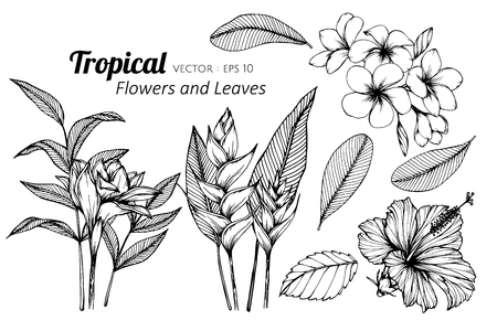 Collection set of Tropical flower and leaves drawing illustration. for pattern, logo, template, banner, posters, invitation and greeting card design.のイラスト素材