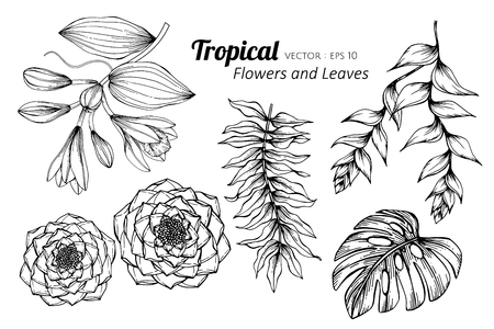 Collection set of Tropical flower and leaves drawing illustration. for pattern, logo, template, banner, posters, invitation and greeting card design.のイラスト素材