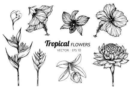 Collection set of Tropical flower drawing illustration. for pattern, template, banner, posters, invitation and greeting card design.のイラスト素材