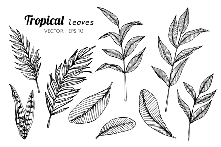 Collection set of Tropical leaves drawing illustration. for pattern, logo, template, banner, posters, invitation and greeting card design.のイラスト素材