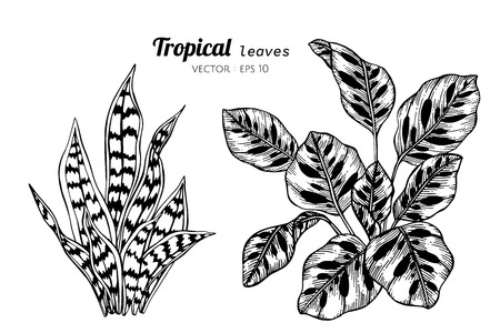 Collection set of Tropical leaves drawing illustration. for pattern, logo, template, banner, posters, invitation and greeting card design.のイラスト素材