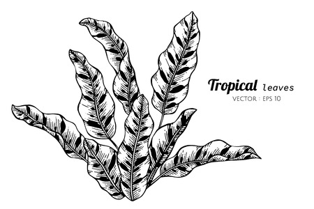 Collection set of Tropical leaves drawing illustration. for pattern, logo, template, banner, posters, invitation and greeting card design.のイラスト素材