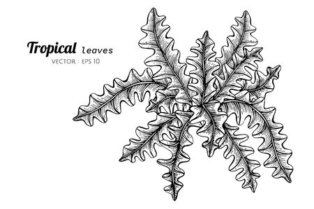 Tropical leaves drawing illustration. for pattern, template, banner, posters, invitation and greeting card design.のイラスト素材