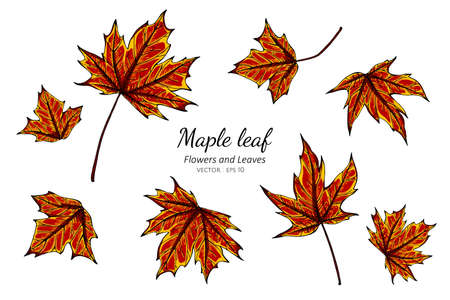 Collection set of maple leaves drawing illustration.のイラスト素材
