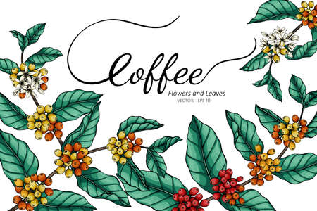 Coffee flower and leaf drawing illustration with line art on white backgrounds.のイラスト素材