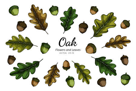 Collection set of oak nut and leaves drawing illustration.のイラスト素材