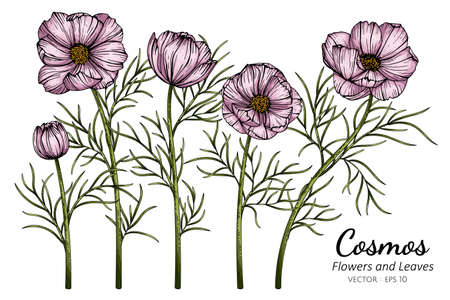 Pink Cosmos flower and leaf drawing illustration with line art on white backgrounds.のイラスト素材
