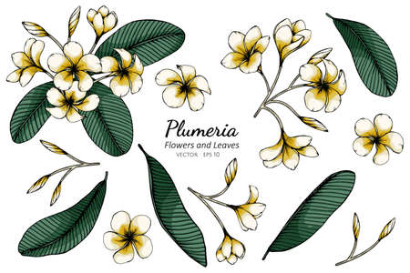Set of Plumeria flower and leaf drawing illustration with line art on white backgrounds.のイラスト素材