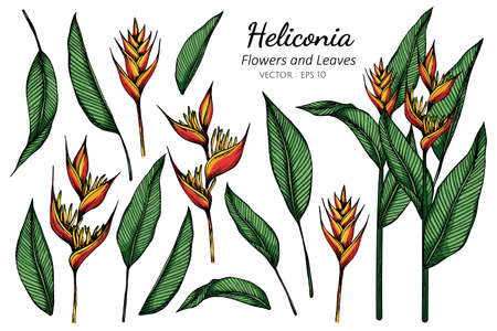 Set of Heliconia flower and leaf drawing illustration with line art on white backgrounds.のイラスト素材