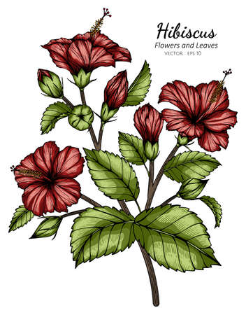 Red Hibiscus flower and leaf drawing illustration with line art on white backgrounds.のイラスト素材