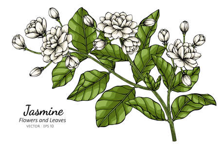 Hand drawn jasmine flower illustration with line art on white backgrounds.のイラスト素材