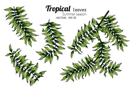 Set of Fern leaf drawing illustration with line art on white backgrounds.のイラスト素材
