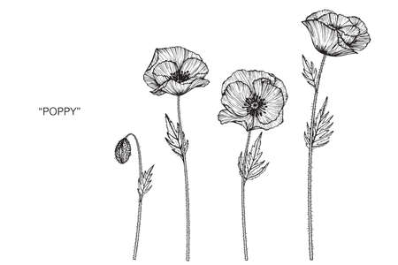Poppy flower and leaf hand drawn botanical illustration with line art.のイラスト素材