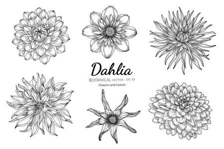 Set of Dahlia flower and leaf hand drawn botanical illustration with line art on white backgrounds. Design decor for card, save the date, wedding invitation cards, poster, banner.のイラスト素材