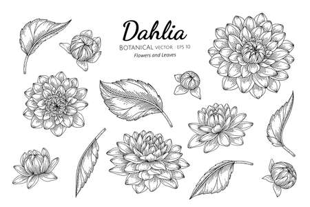 Set of Dahlia flower and leaf hand drawn botanical illustration with line art on white backgrounds. Design decor for card, save the date, wedding invitation cards, poster, banner.のイラスト素材