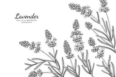 Lavender flower and leaf hand drawn botanical illustration with line art.のイラスト素材