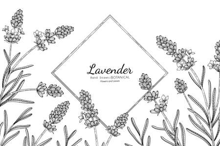 Lavender flower and leaf hand drawn botanical illustration with line art.のイラスト素材