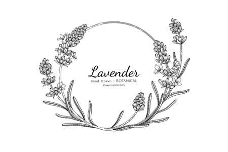 Lavender flower and leaf hand drawn botanical illustration with line art.のイラスト素材