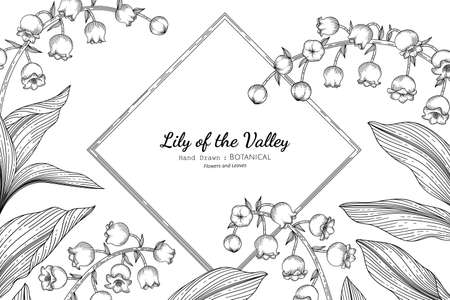 Lily of the valley flower and leaf hand drawn botanical illustration with line art.のイラスト素材