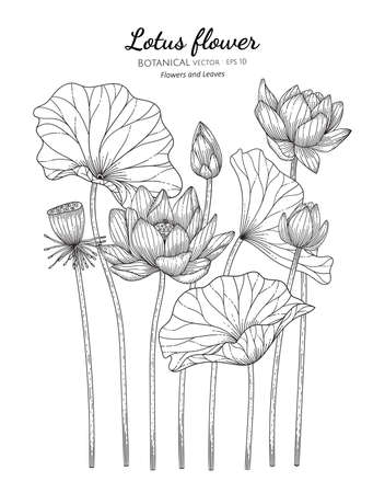 Lotus flower and leaf hand drawn botanical illustration with line art on white backgrounds. Design decor for card, save the date, wedding invitation cards, poster, banner.のイラスト素材
