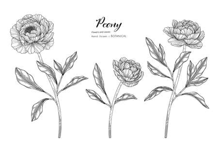 Peony flower and leaf hand drawn botanical illustration with line art.のイラスト素材