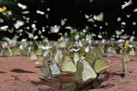 Butterflies during the wet season at Pangsida National Park, Thailand