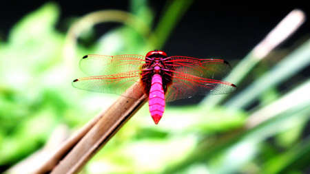 Dragonfly Thailandの写真素材