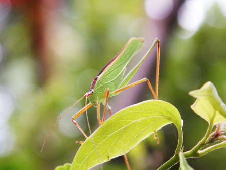 Insect