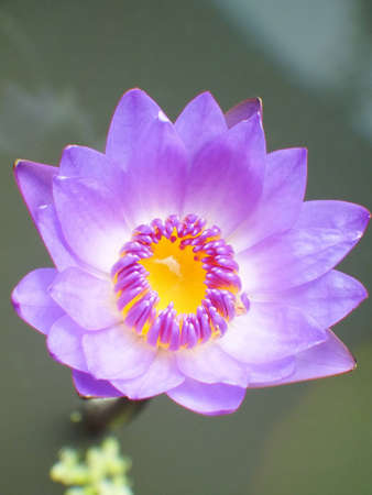 Purple lotus.の写真素材