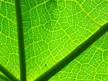 Green stripesの写真素材
