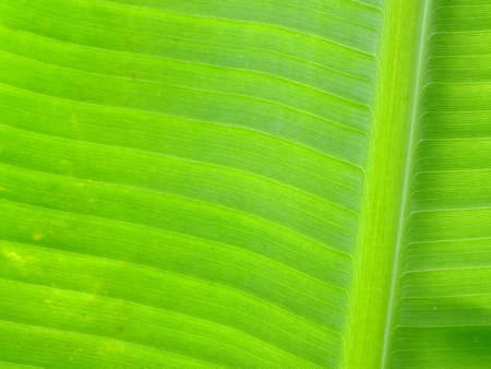 Green banana leavesの写真素材