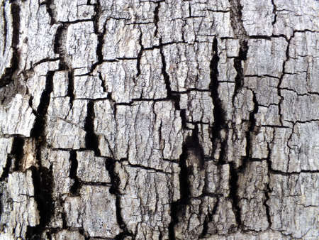 Bark