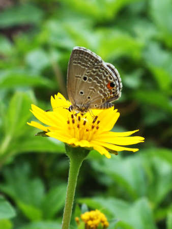 flowerの写真素材