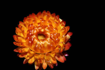 Dried orange floral designsの写真素材