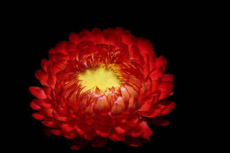 Dried red flower designの写真素材