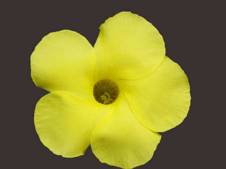 Yellow flowersの写真素材