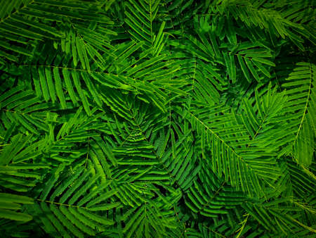 Vivid climbing wattles leaves for background.