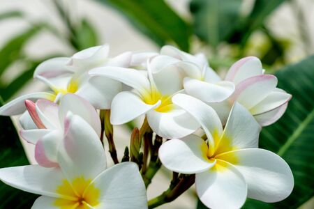 White and yellow Plumeria frangipani flowers on tree with natural backgroundの写真素材