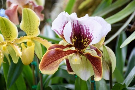 Paphiopedilum orchid flowers in park, Chiang Rai, Thailandの写真素材