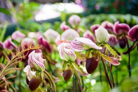 Paphiopedilum orchid flowers in park, Chiang Rai, Thailandの写真素材