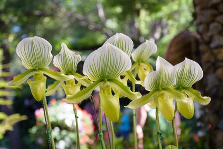 Paphiopedilum orchid flowers in park, Chiang Rai, Thailandの写真素材