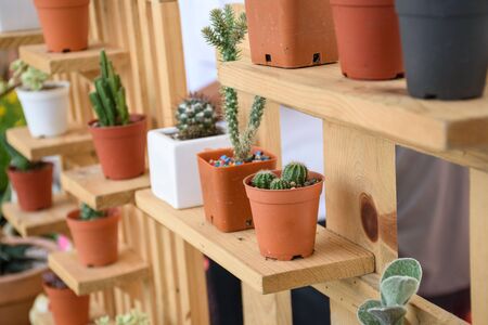 Beautiful small cactus pots in wooden shelfの写真素材