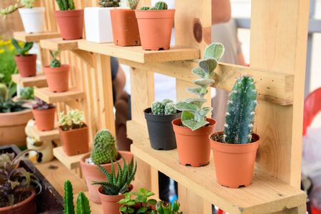Beautiful small cactus pots in wooden shelfの写真素材