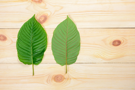 Mitragyna speciosa or Kratom leaves on wood backgroundの写真素材