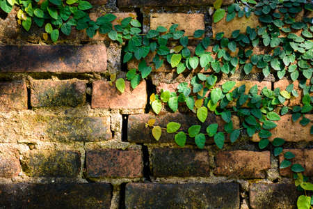 Geen ivy leaves on old brick wall for backgroundの写真素材